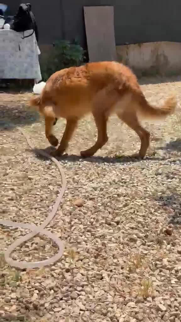 Meticcio cani in regalo: 11 mesi, carattere splendido  - Video 1