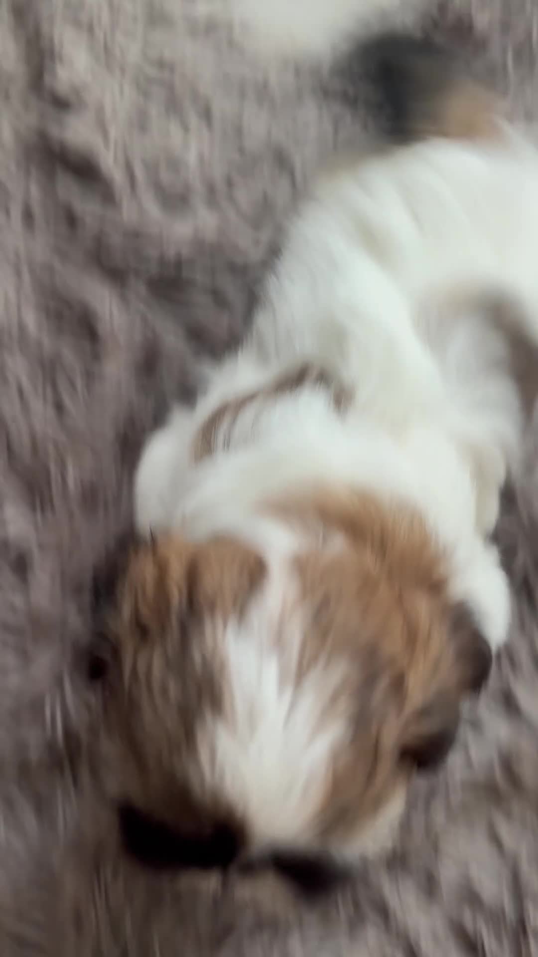 Shih Tzu cani in vendita: Schitzu il tuo batuffolo di gioia ti aspetta  - Video 3