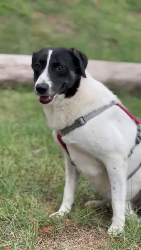 Meticcio cani in regalo: Splendida meticcia - COOKIE a Città metropolitana di Milano - Video 1