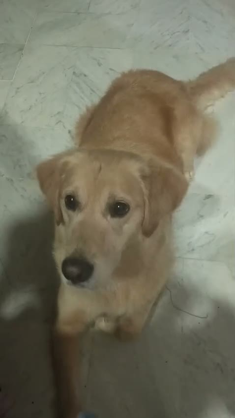 Golden Retriever cani in regalo: Chloe, una bravissima Golden Retriever - Video 1