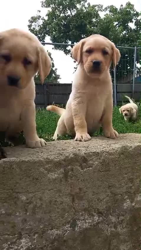 Labrador cani in vendita: Labrador  - Video 3