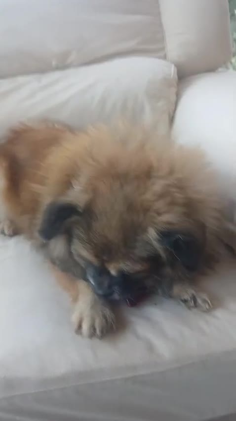 Pechinese cani in regalo: Peggy, un amore di pechinese - Video 1