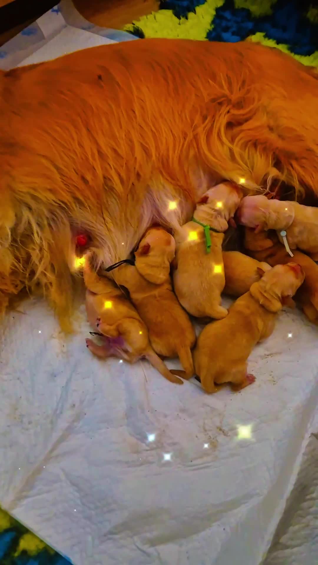 Golden Retriever cani in vendita: Allevamento professionale  cucciolata inglese - Video 1