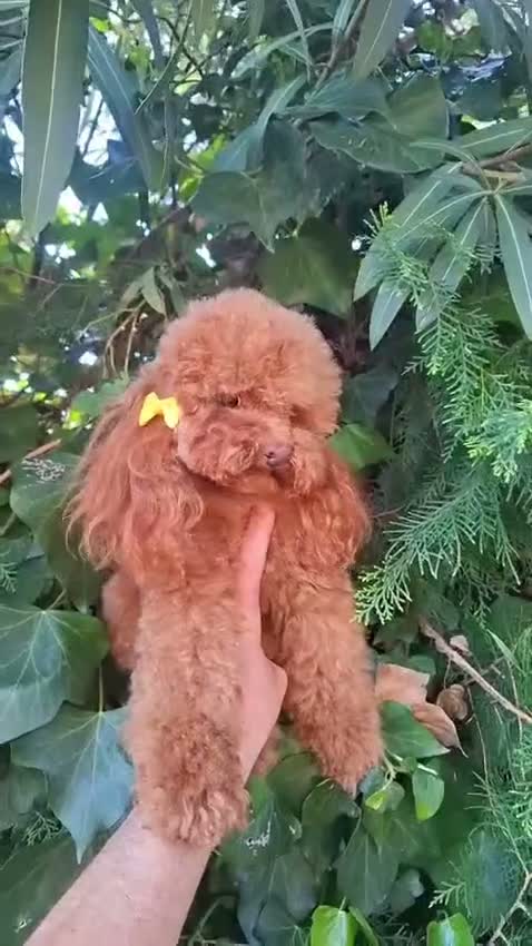 Barboncino Toy cani in vendita: Barboncino toy - Video 1
