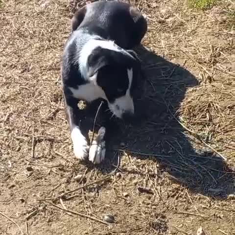 Meticcio cani in regalo: Leo aspetta da due anni e continua a sperare... a Provincia di Pavia - Video 3