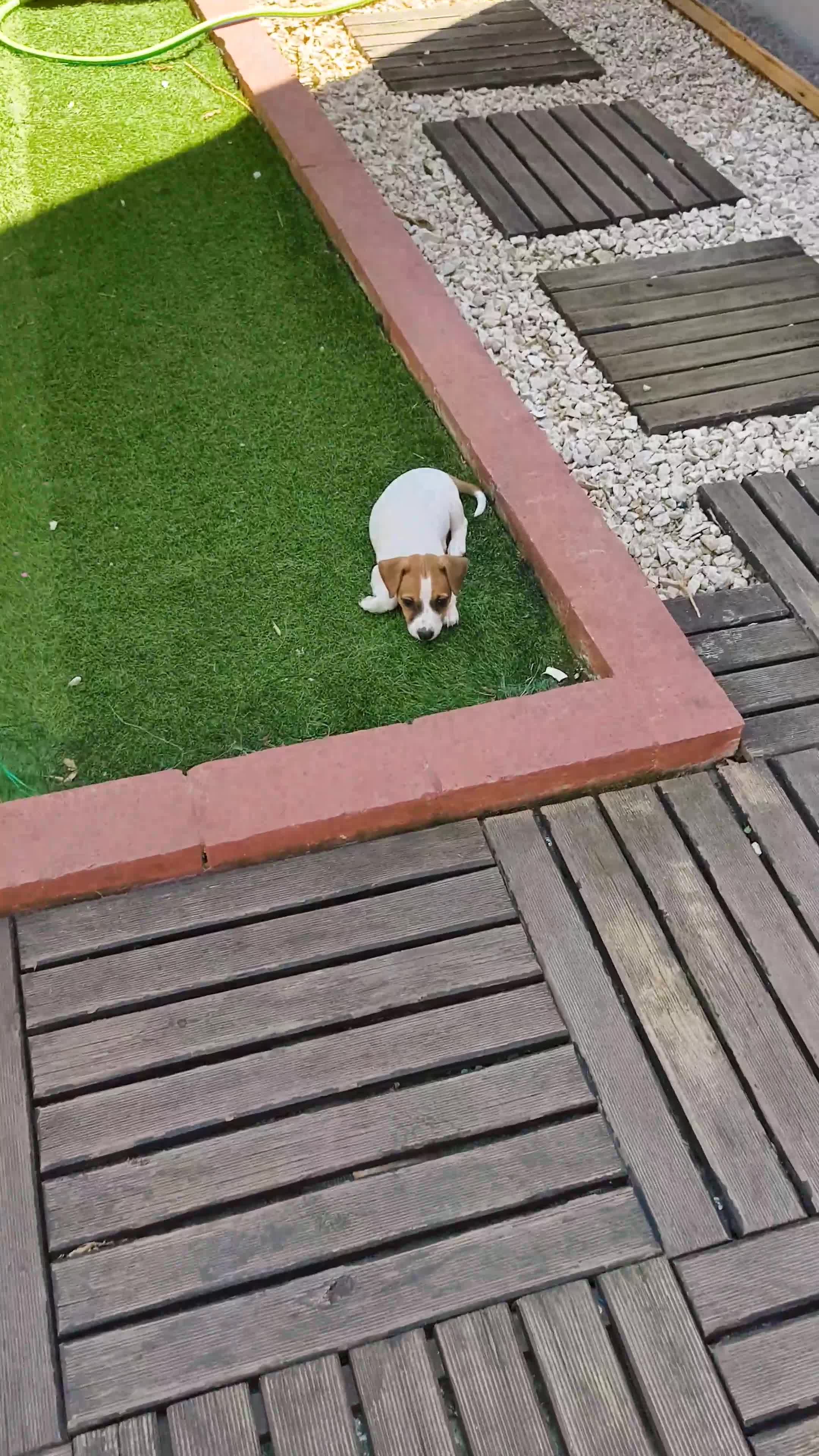 Jack Russell cani in vendita: Bellissimo cuccioli di Jack Russell terrier  a Provincia di Benevento - Video 2