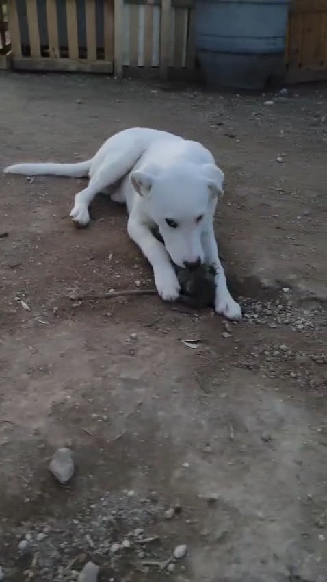 Altre razze cani in regalo: HUSKY - 6 Mesi - Cucciolo Dolce e Tranquillo - Video 1