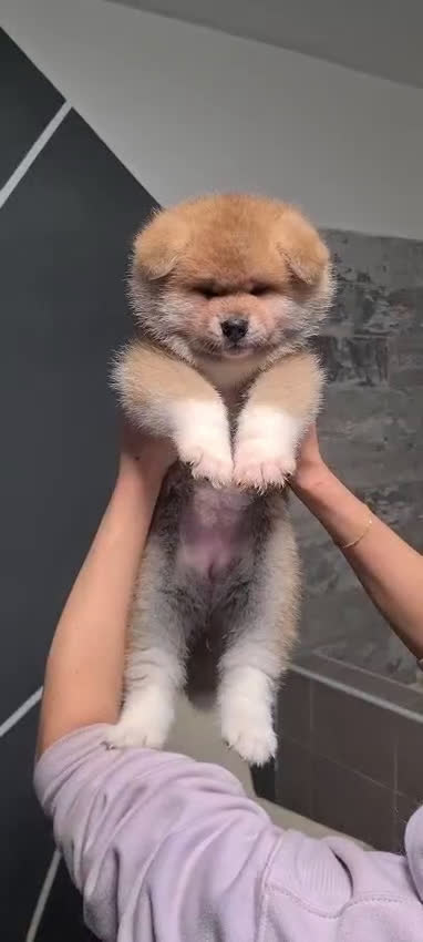 Akita Inu cani in vendita: Cuccioli di AKITA LOMBARDIA Como e Monza  - Video 2