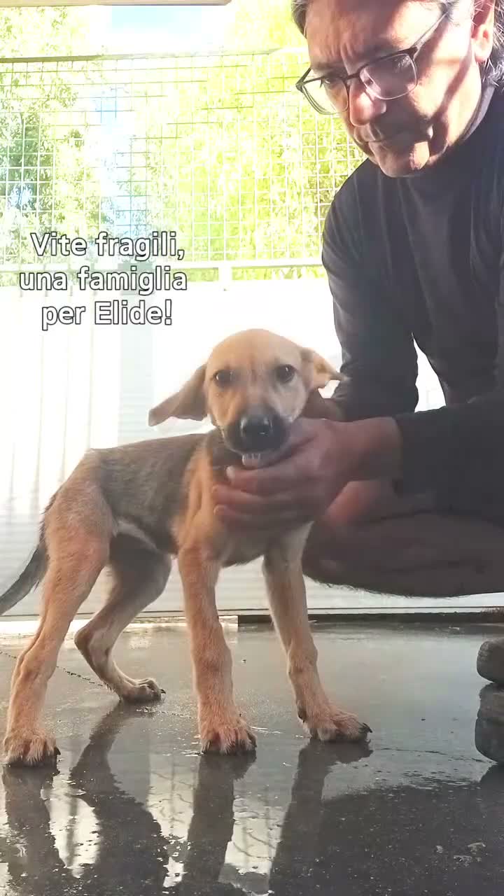Meticcio cani in regalo: Elide, dolcissima cucciola in adozione - Video 1