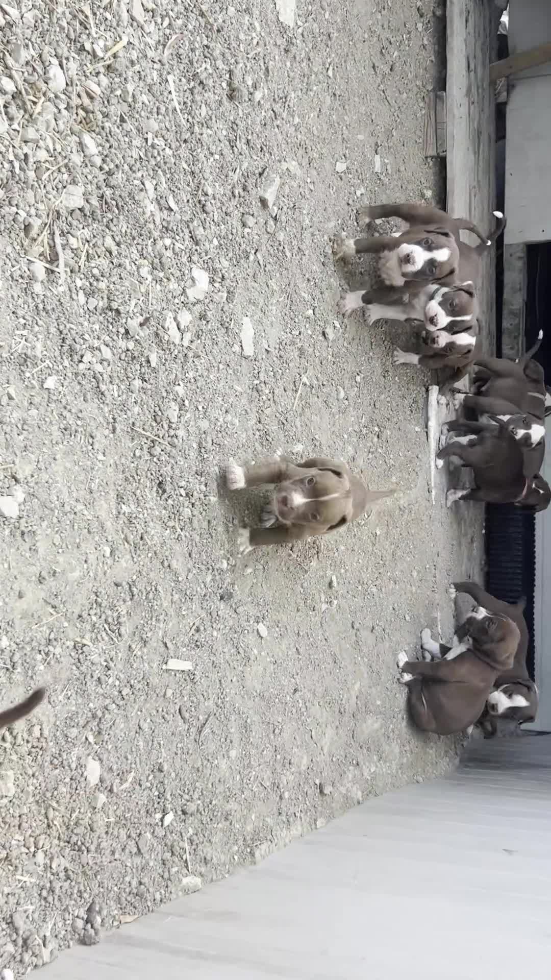 Pitbull cani in vendita: Cuccioli di pitbul  - Video 1