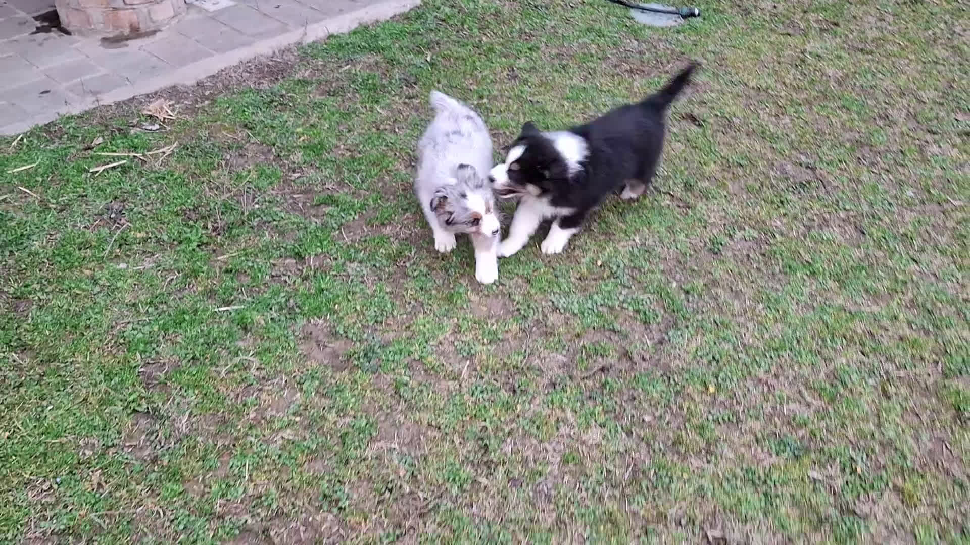 Australian Shepherd cani in vendita: Bellissimo regalo x san valentino - Video 2