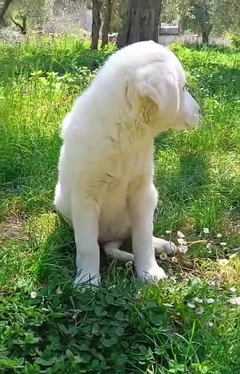 Meticcio cani in regalo: Cuccioli meticci taglia medio abbondante  - Video 1