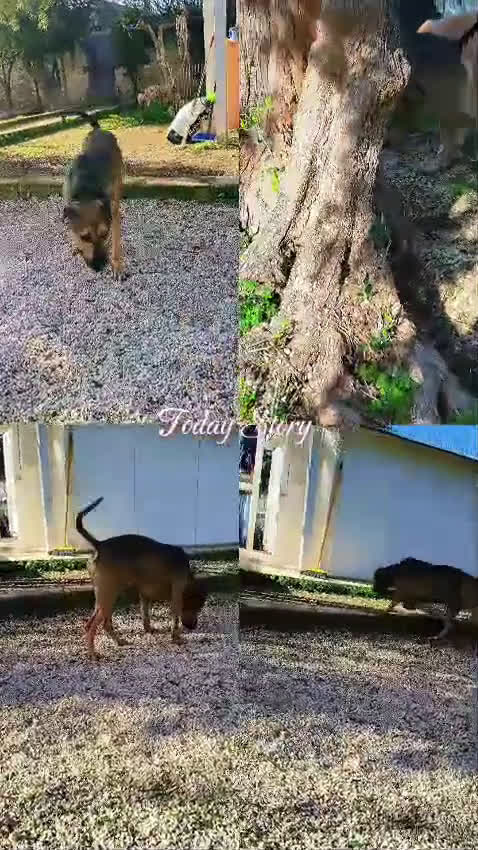 Meticcio cani in regalo: Bobby simil pit fuori, angelo nell anima - Video 4