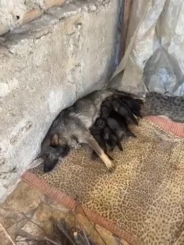 Pastore Tedesco cani in vendita: Vendita cuccioli di pastore tedesco puro - Video 1