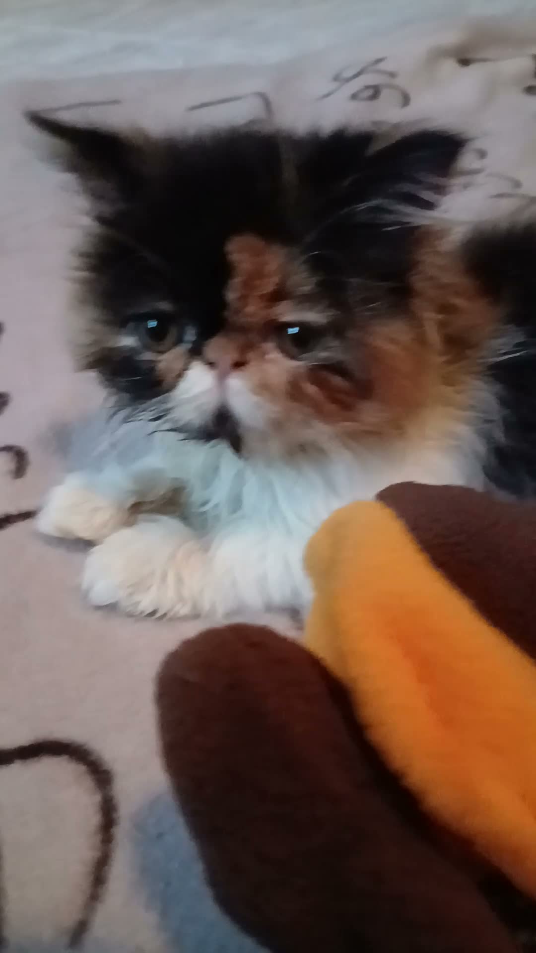 Persiano gatti in vendita: Persiana calico  - Video 2
