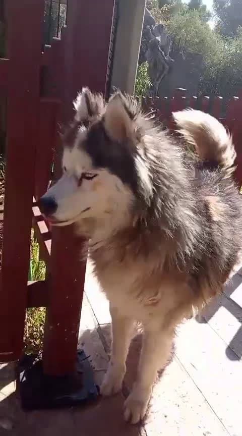 Alaskan Malamute cani in regalo: Splendida Malamute Vicky a Città Metropolitana di Milano - Video 1