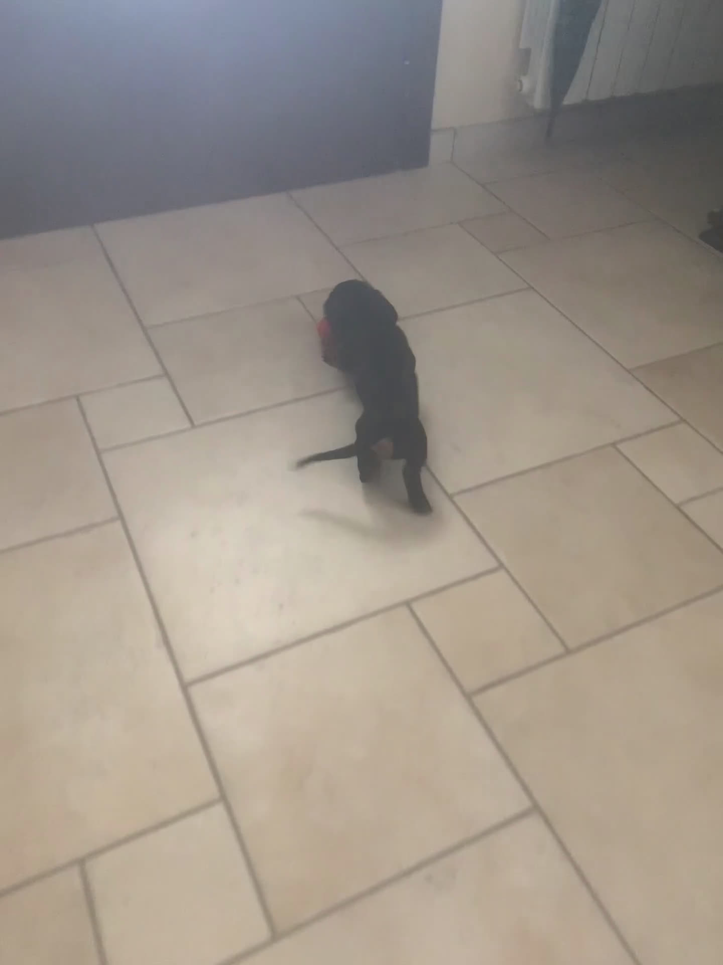Bassotto cani in vendita: Bassotto Tedesco Nano a Città metropolitana di Roma Capitale - Video 1