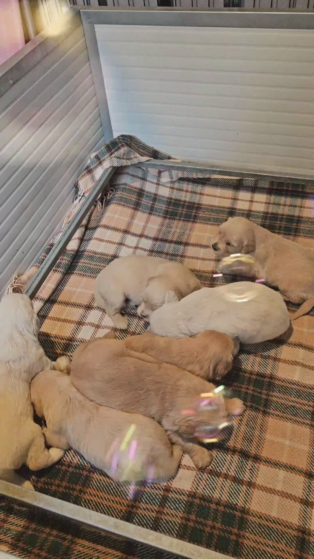 Golden Retriever cani in vendita: CUCCIOLI GOLDEN RETRIEVER  - Video 4