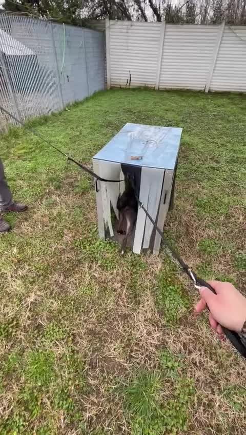 Meticcio cani in regalo: MAX CERCA CASA - Video 3