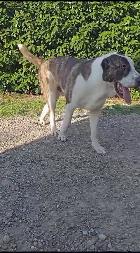 Pastore Asia Centrale cani in vendita: Pastore Asia Centrale  - Video 3