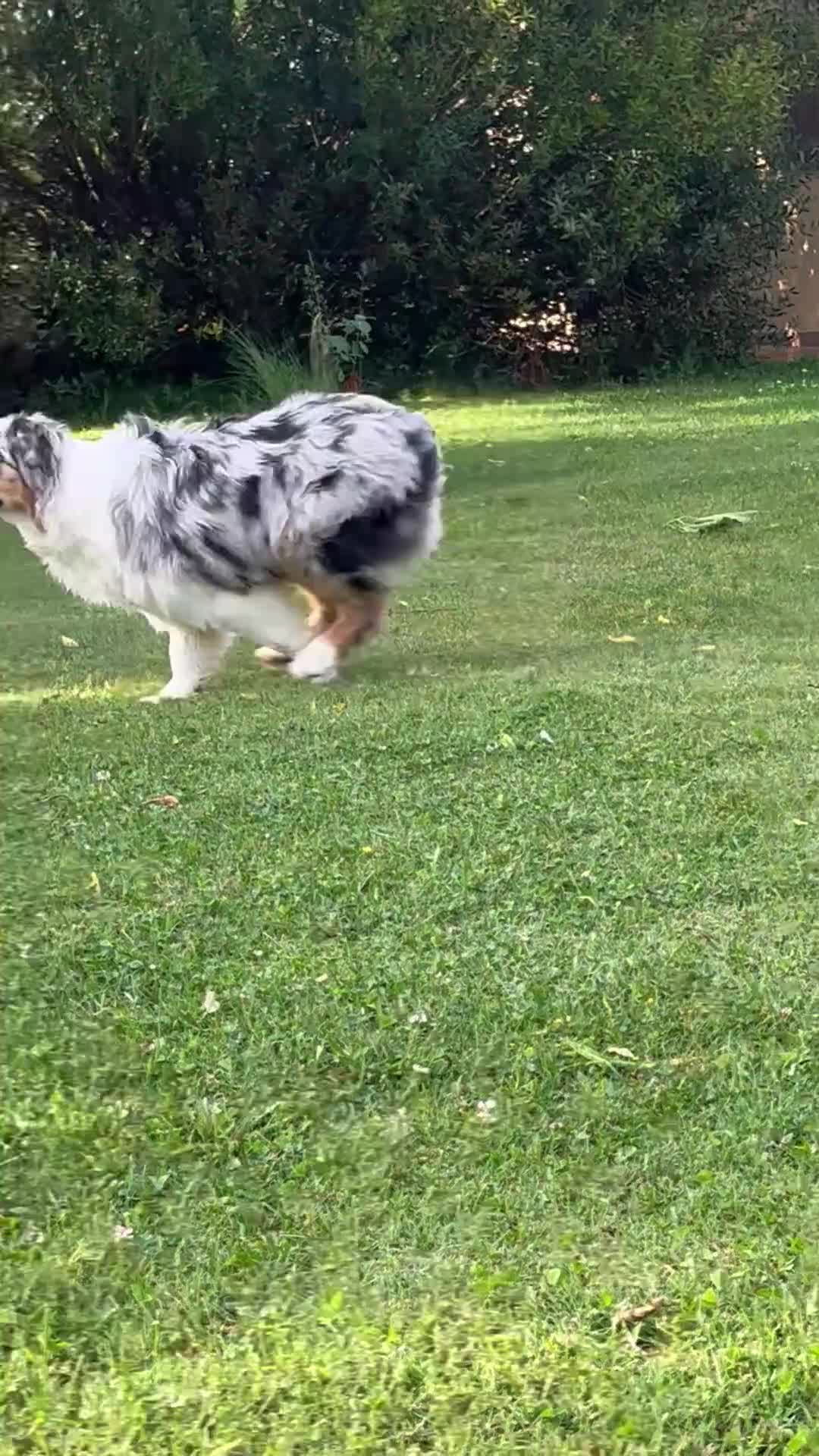 Australian Shepherd cani in vendita: Femmina Blu Merle - Video 2