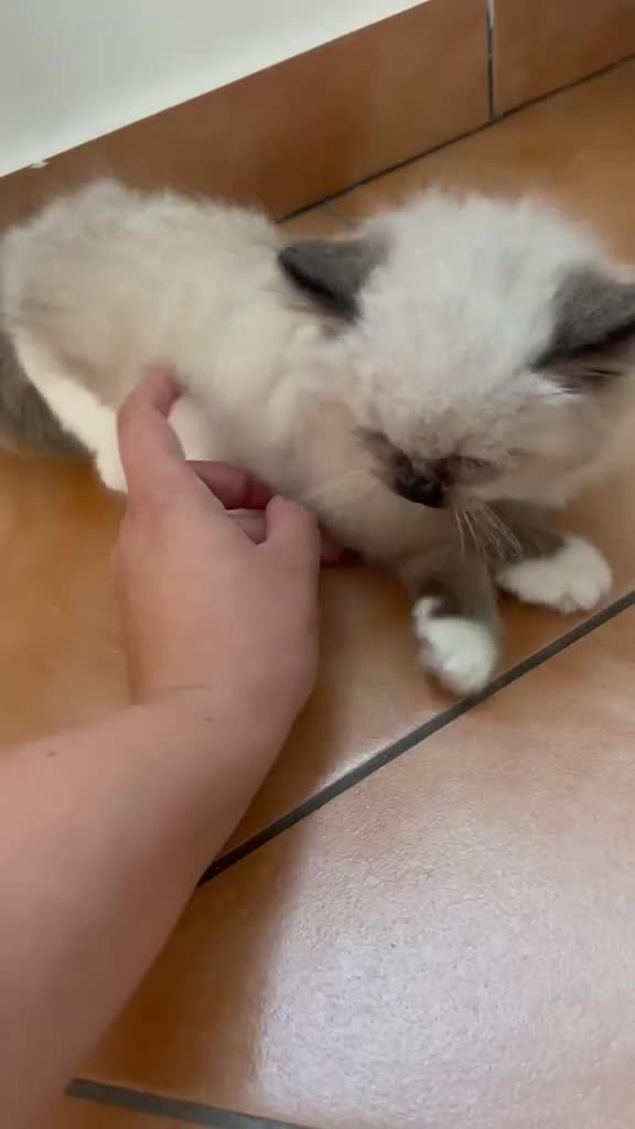 Ragdoll gatti in vendita: Ragdoll cuccioli con carattere dolcissimo  a Provincia di Bergamo - Video 1