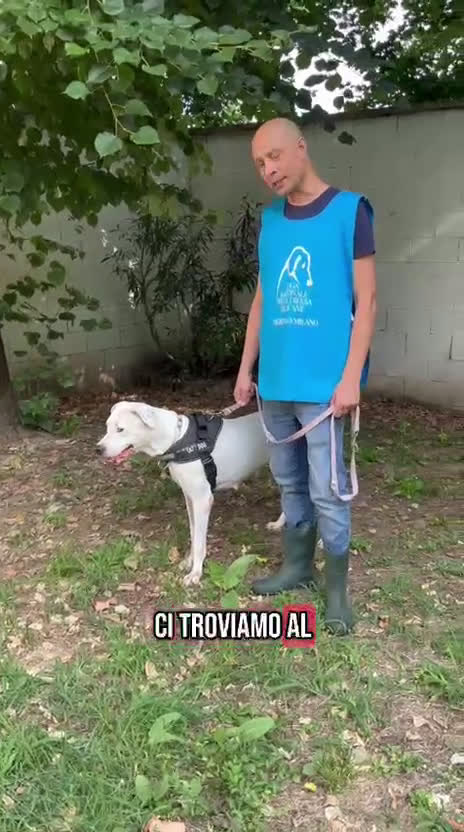Dogo Argentino cani in regalo: LOLA DOGO ARGENTINO - Video 5