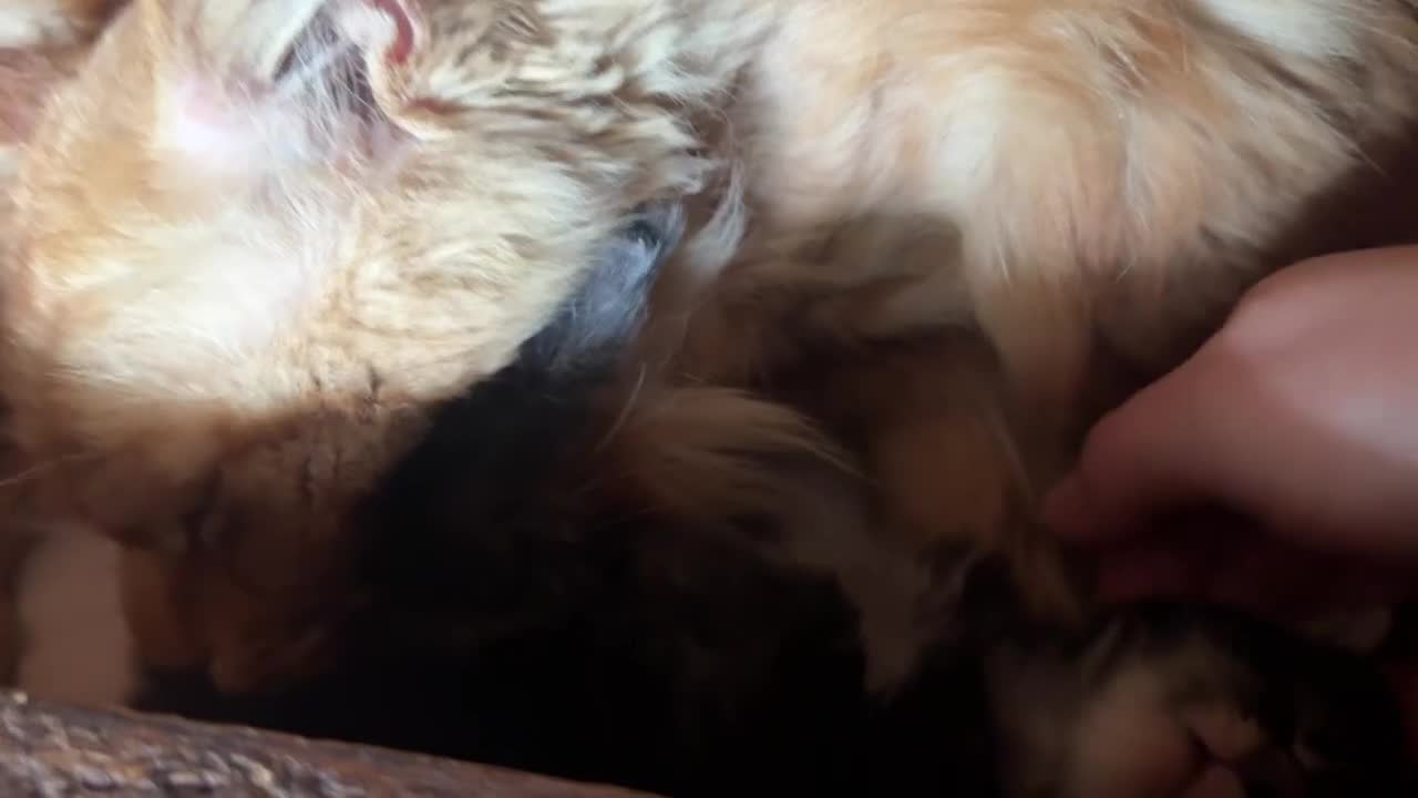 Maine Coon gatti in vendita: Cuccioli maine coon (Lestat X Hvitt Lys) - Video 4