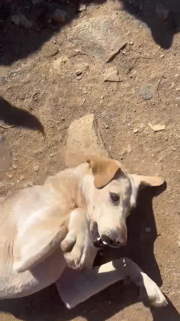 Meticcio cani in regalo: Sonia splendida simil Labrador cerca casa  - Video 1