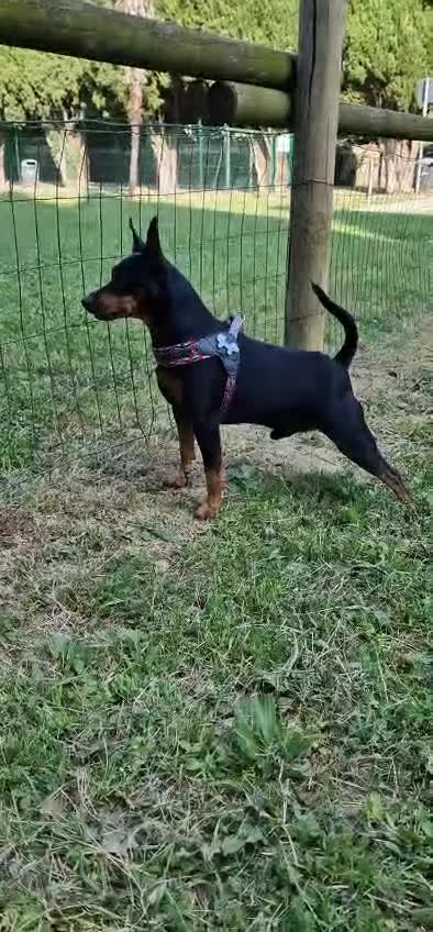 Pinscher Miniatura cani in vendita: Pinscher nano  - Video 2