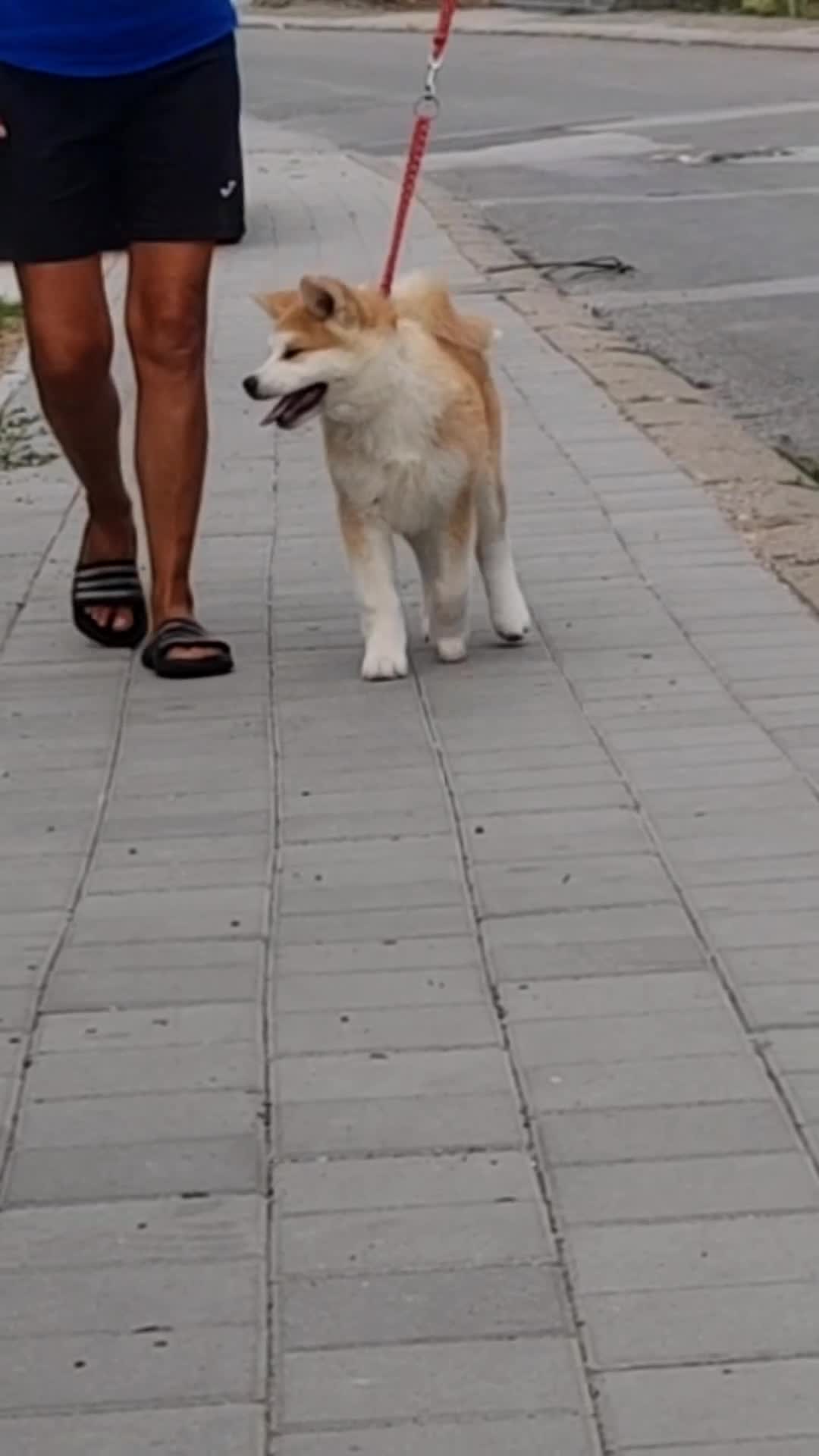Akita Inu cani in vendita: Cuccioli Akita Inu – disponibili ancora 3 cuccioli - Video 3