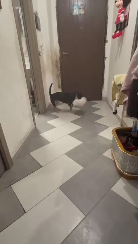 Meticcio cani in regalo: Regalo cucciola di miticcio a Città metropolitana di Catania - Video 1