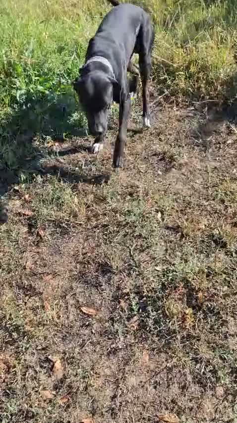 Meticcio cani in regalo: BENNY 💙  STA ANCORA ASPETTANDO LA SUA CASA a Provincia di Pesaro e Urbino - Video 1