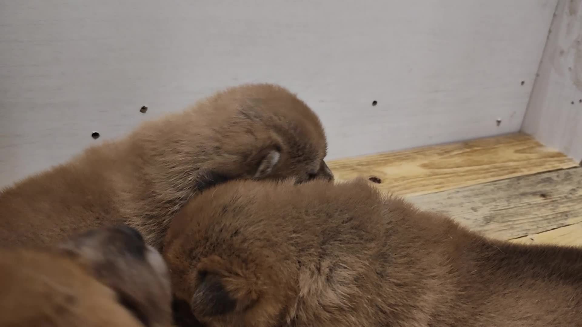 Shiba Inu cani in vendita: Cuccioli di Shiba Inu  - Video 1