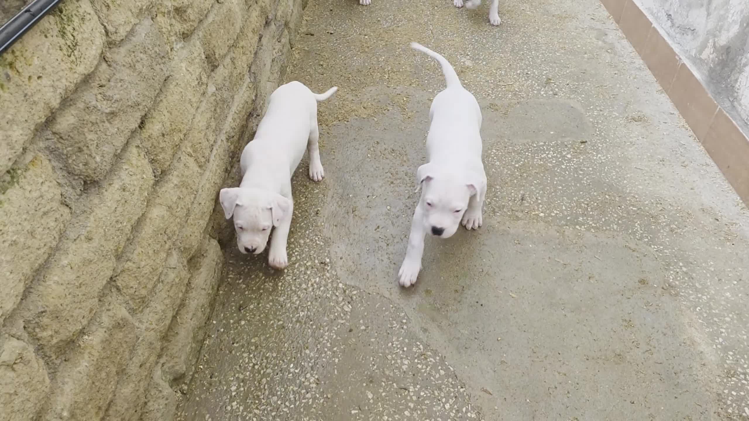Dogo Argentino cani in vendita: Cuccioli di dogo argentino - Video 1