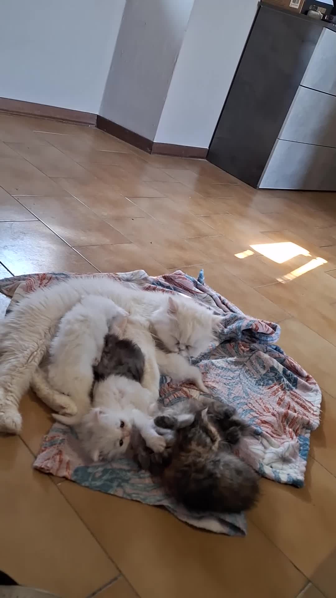 Persiano gatti in vendita: Persiani chincilla - Video 1