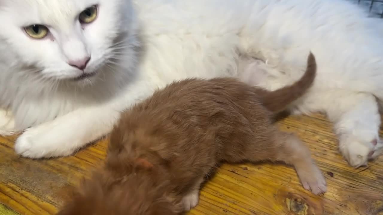 Maine Coon gatti in vendita: Maschio manto rosso maine coon AustinXHvitt Lys  - Video 1