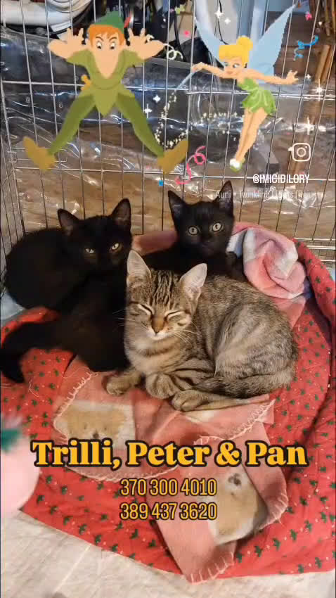 Europeo gatti in regalo: 🐾✨ TRILLI, PETER e PAN ✨🐾 - Video 1