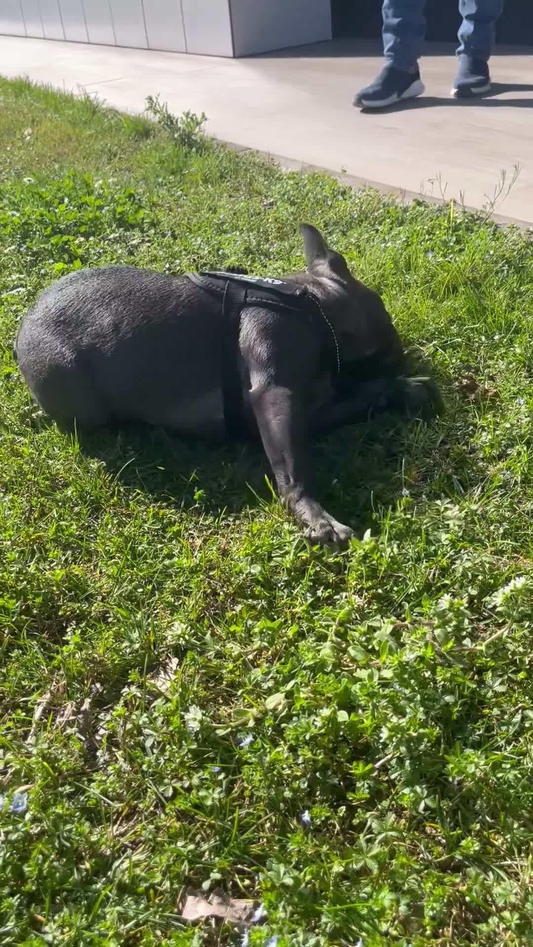 Bulldog Francese cani per accoppiamento: Musino cerca la sua Principessa  a Città metropolitana di Milano - Video 1