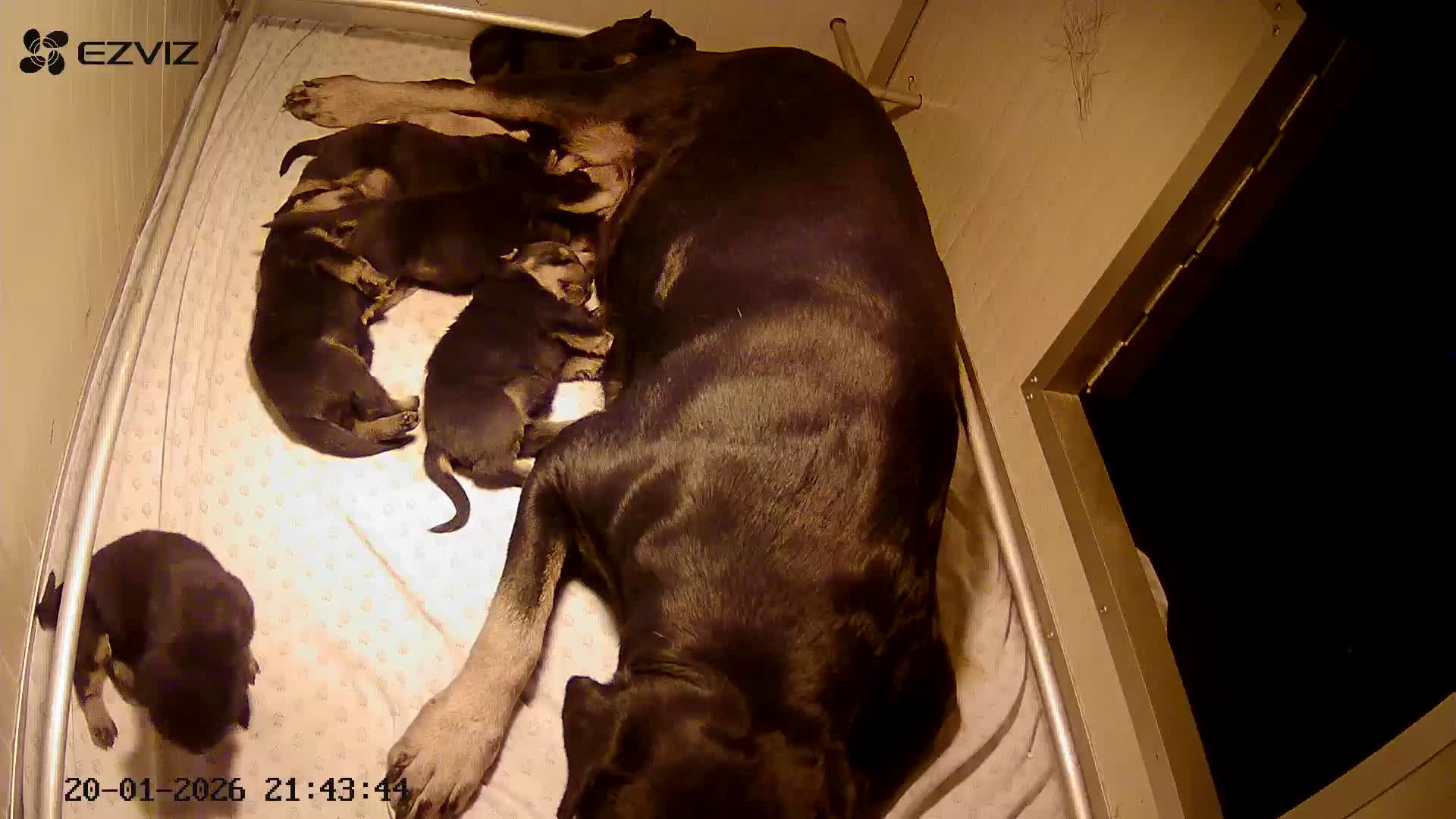 Rottweiler cani in vendita: Cuccioli Rottweiler con pedigree enci - Video 1