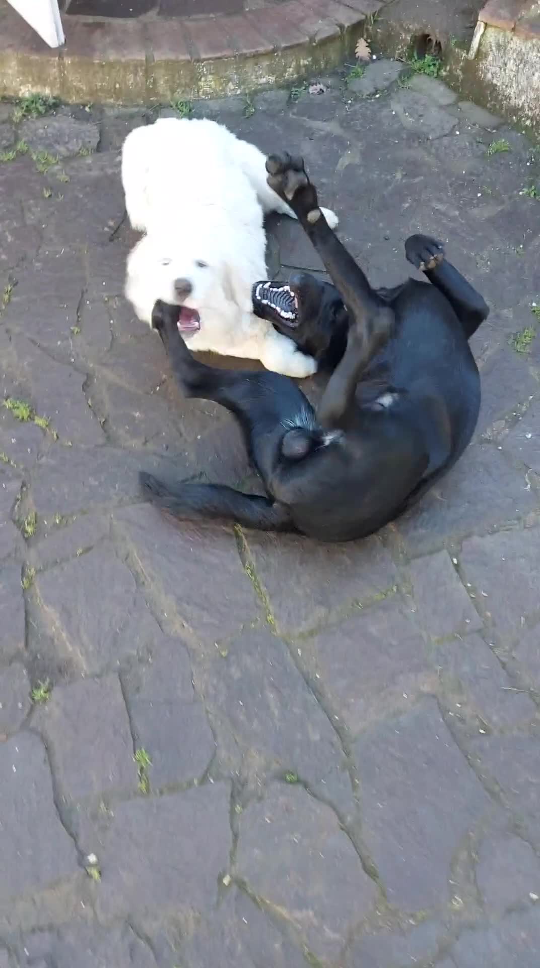 Labrador cani per accoppiamento: Labrador per monta a Città metropolitana di Roma Capitale - Video 1