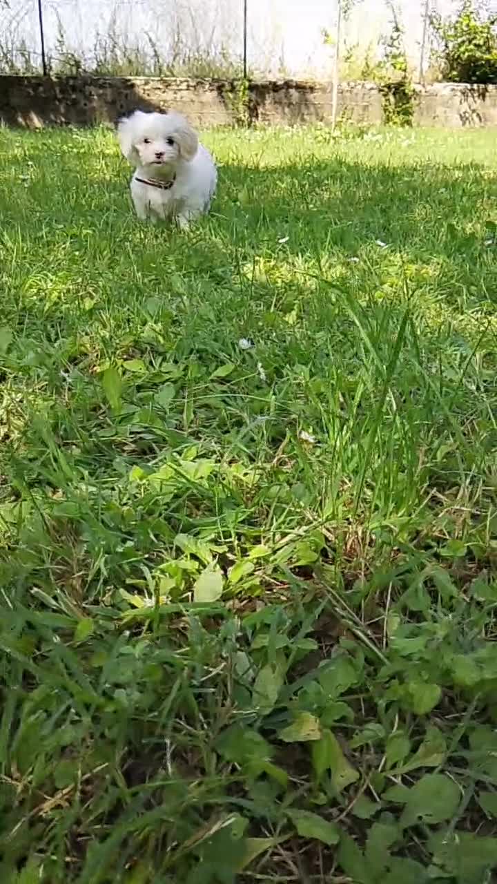 Maltese cani in vendita: Maltese  a Provincia di Parma - Video 2