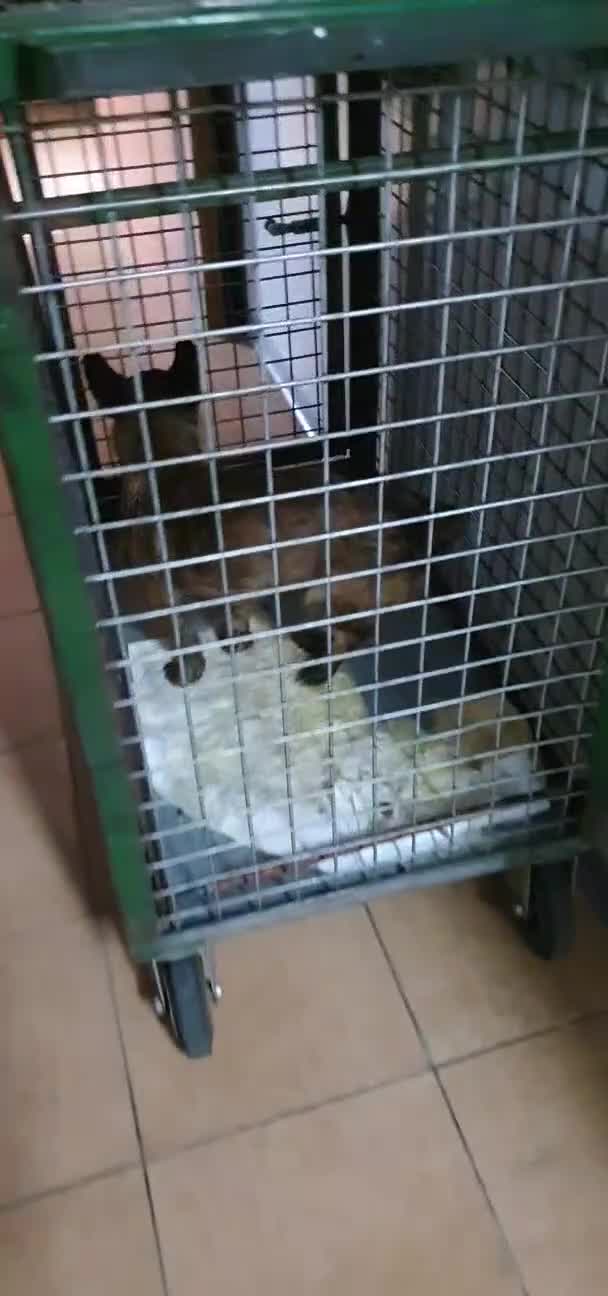 Pinscher Miniatura cani in regalo: Dan, Pinscher mix in Canile a Rovigo - Video 2