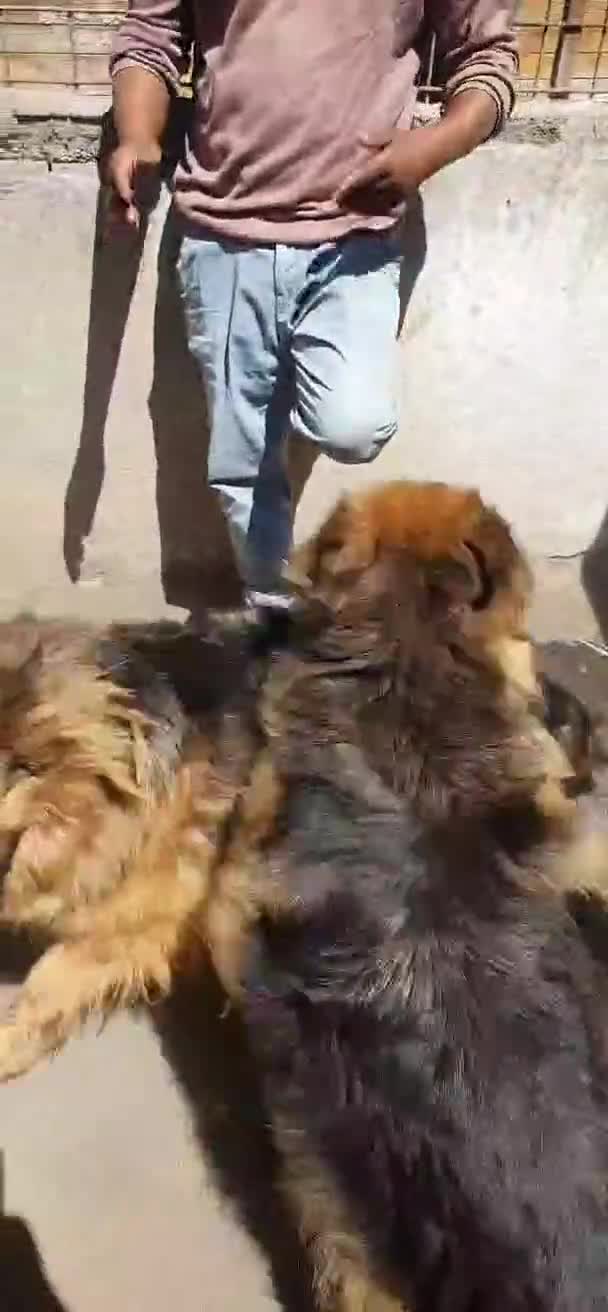 Pastore Tedesco cani in regalo: Melo e Melina pastori tedeschi alsaziani a Città metropolitana di Catania - Video 1