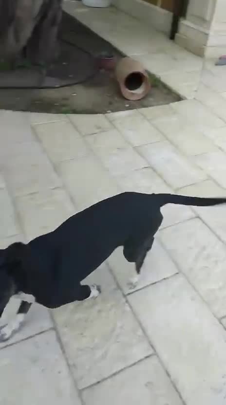 Meticcio cani in regalo: Cucciola NON LA VOGLIONO+!!!! SOS SALVEZZA SICILIA - Video 2