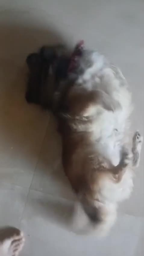 Pechinese cani in regalo: Peggy, un amore di pechinese - Video 2