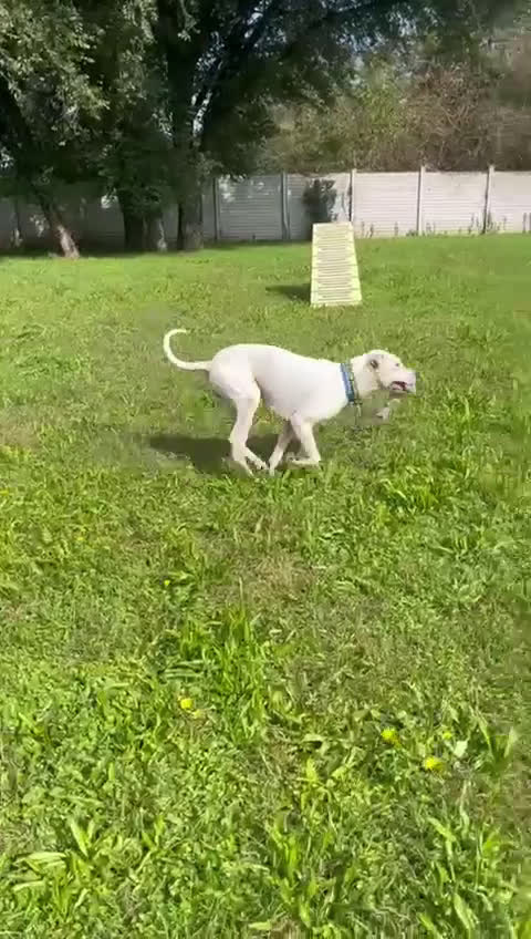 Affenpinscher cani in regalo: LOLA DOGO ARGENTINO - Video 2