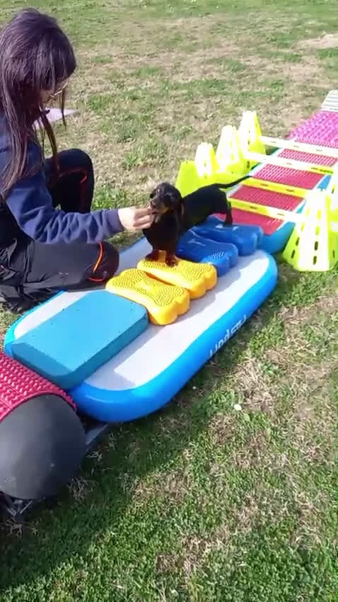 Bassotto cani per accoppiamento: bassotto haninchen pelo corto - Video 1