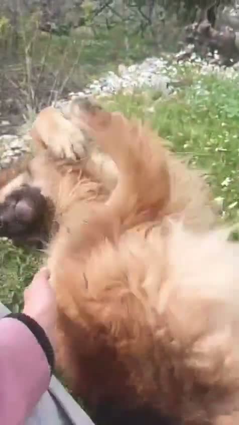 Meticcio cani in regalo: Panko,splendido simil pastore tedesco a pelo lungo - Video 1