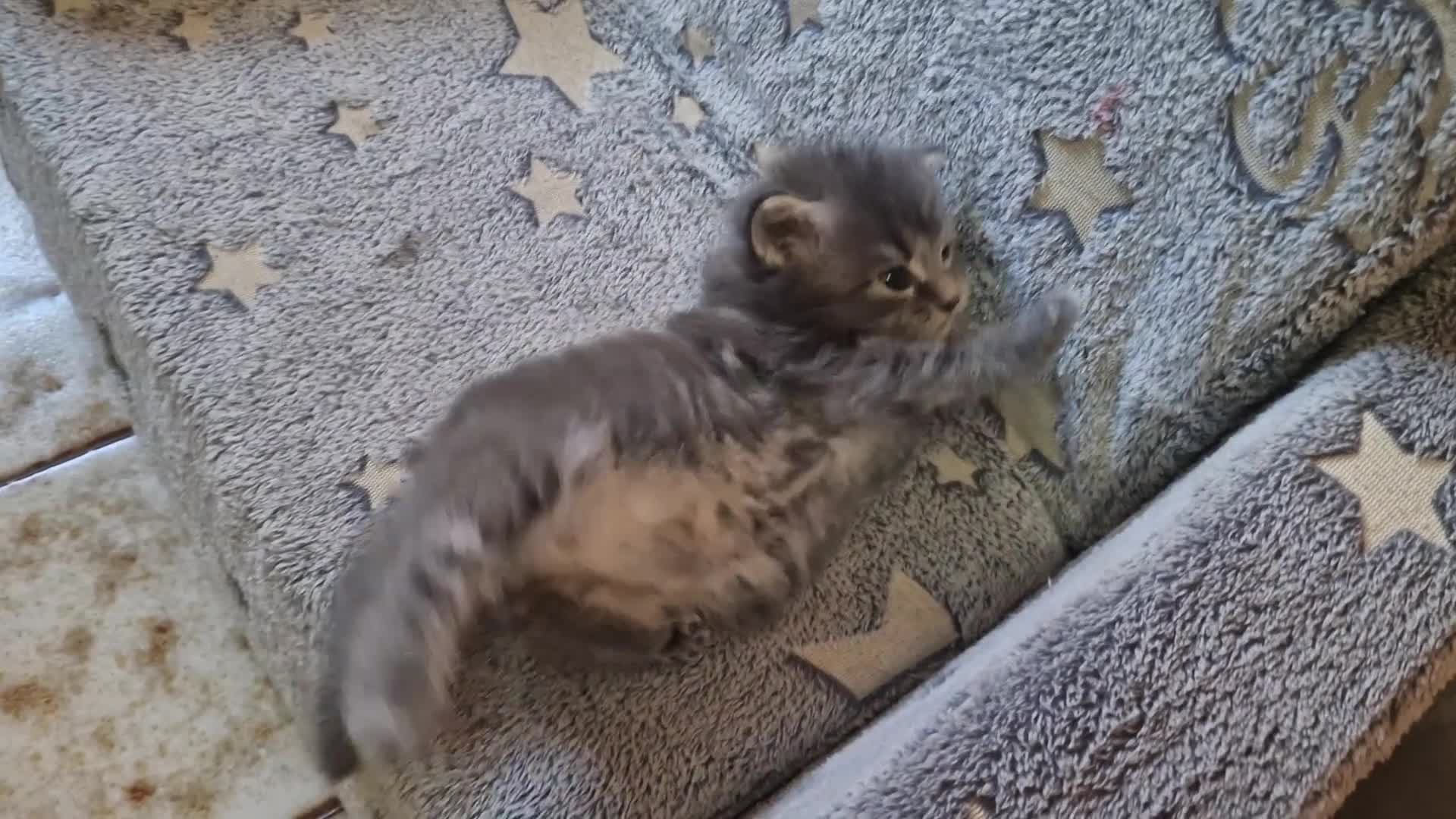 Maine Coon gatti in vendita: Maine coon cuccioli - Video 1